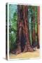 Big Basin, California - Mother Tree-Lantern Press-Stretched Canvas