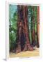 Big Basin, California - Mother Tree-Lantern Press-Framed Art Print