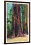 Big Basin, California - Mother Tree-Lantern Press-Framed Art Print