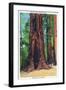 Big Basin, California - Mother Tree-Lantern Press-Framed Art Print