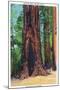 Big Basin, California - Mother Tree-Lantern Press-Mounted Art Print