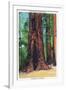 Big Basin, California - Mother Tree-Lantern Press-Framed Art Print