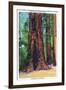 Big Basin, California - Mother Tree-Lantern Press-Framed Art Print