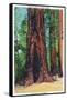 Big Basin, California - Mother Tree-Lantern Press-Framed Stretched Canvas