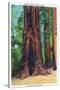 Big Basin, California - Mother Tree-Lantern Press-Stretched Canvas