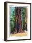 Big Basin, California - Mother Tree-Lantern Press-Framed Art Print