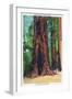 Big Basin, California - Mother Tree-Lantern Press-Framed Art Print