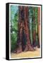 Big Basin, California - Mother Tree-Lantern Press-Framed Stretched Canvas