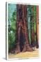 Big Basin, California - Mother Tree-Lantern Press-Stretched Canvas