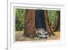 Big Basin, California - The Auto Tree-Lantern Press-Framed Art Print