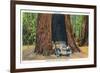 Big Basin, California - The Auto Tree-Lantern Press-Framed Art Print