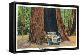 Big Basin, California - The Auto Tree-Lantern Press-Framed Stretched Canvas