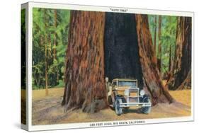 Big Basin, California - The Auto Tree-Lantern Press-Stretched Canvas