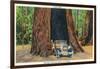 Big Basin, California - The Auto Tree-Lantern Press-Framed Art Print