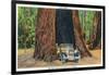 Big Basin, California - The Auto Tree-Lantern Press-Framed Art Print