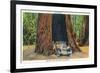 Big Basin, California - The Auto Tree-Lantern Press-Framed Premium Giclee Print