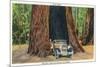 Big Basin, California - The Auto Tree-Lantern Press-Mounted Premium Giclee Print