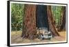 Big Basin, California - The Auto Tree-Lantern Press-Framed Stretched Canvas