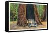 Big Basin, California - The Auto Tree-Lantern Press-Framed Stretched Canvas