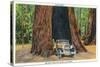 Big Basin, California - The Auto Tree-Lantern Press-Stretched Canvas
