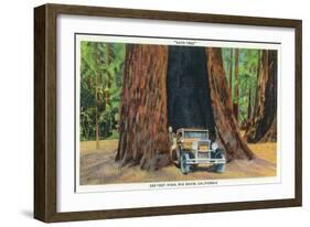 Big Basin, California - The Auto Tree-Lantern Press-Framed Art Print