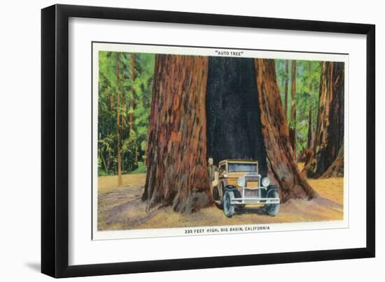 Big Basin, California - The Auto Tree-Lantern Press-Framed Art Print