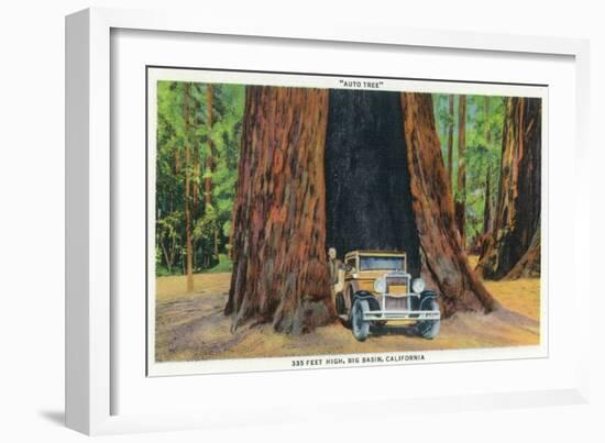 Big Basin, California - The Auto Tree-Lantern Press-Framed Art Print