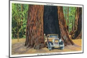 Big Basin, California - The Auto Tree-Lantern Press-Mounted Art Print