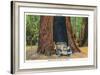 Big Basin, California - The Auto Tree-Lantern Press-Framed Art Print