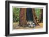 Big Basin, California - The Auto Tree-Lantern Press-Framed Art Print