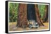 Big Basin, California - The Auto Tree-Lantern Press-Framed Stretched Canvas