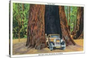 Big Basin, California - The Auto Tree-Lantern Press-Stretched Canvas