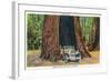 Big Basin, California - The Auto Tree-Lantern Press-Framed Art Print