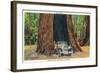 Big Basin, California - The Auto Tree-Lantern Press-Framed Art Print