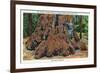 Big Basin, California - Woman Stands by Santa Clara Tree-Lantern Press-Framed Premium Giclee Print