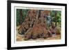 Big Basin, California - Woman Stands by Santa Clara Tree-Lantern Press-Framed Premium Giclee Print