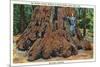 Big Basin, California - Woman Stands by Santa Clara Tree-Lantern Press-Mounted Premium Giclee Print