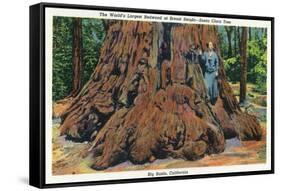 Big Basin, California - Woman Stands by Santa Clara Tree-Lantern Press-Framed Stretched Canvas