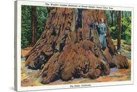 Big Basin, California - Woman Stands by Santa Clara Tree-Lantern Press-Stretched Canvas