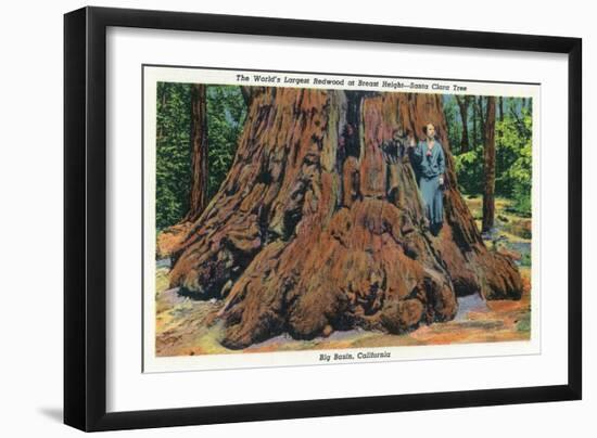 Big Basin, California - Woman Stands by Santa Clara Tree-Lantern Press-Framed Art Print