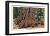 Big Basin, California - Woman Stands by Santa Clara Tree-Lantern Press-Framed Art Print