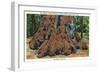 Big Basin, California - Woman Stands by Santa Clara Tree-Lantern Press-Framed Art Print