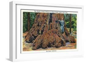 Big Basin, California - Woman Stands by Santa Clara Tree-Lantern Press-Framed Art Print