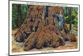 Big Basin, California - Woman Stands by Santa Clara Tree-Lantern Press-Mounted Art Print