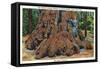 Big Basin, California - Woman Stands by Santa Clara Tree-Lantern Press-Framed Stretched Canvas