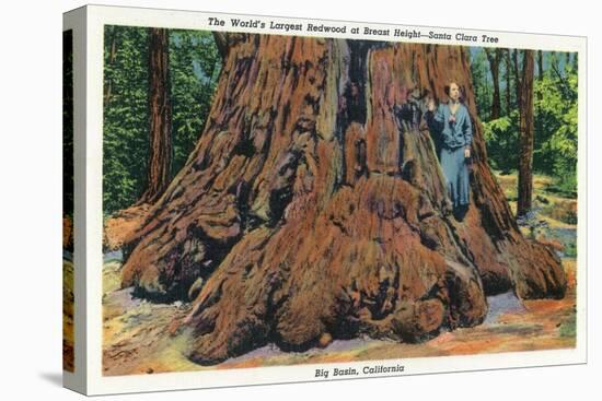 Big Basin, California - Woman Stands by Santa Clara Tree-Lantern Press-Stretched Canvas