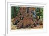 Big Basin, California - Woman Stands by Santa Clara Tree-Lantern Press-Framed Art Print