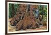 Big Basin, California - Woman Stands by Santa Clara Tree-Lantern Press-Framed Art Print