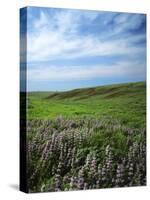 Big Basin Prairie Preserve, Kansas, USA-Charles Gurche-Stretched Canvas