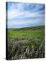 Big Basin Prairie Preserve, Kansas, USA-Charles Gurche-Stretched Canvas